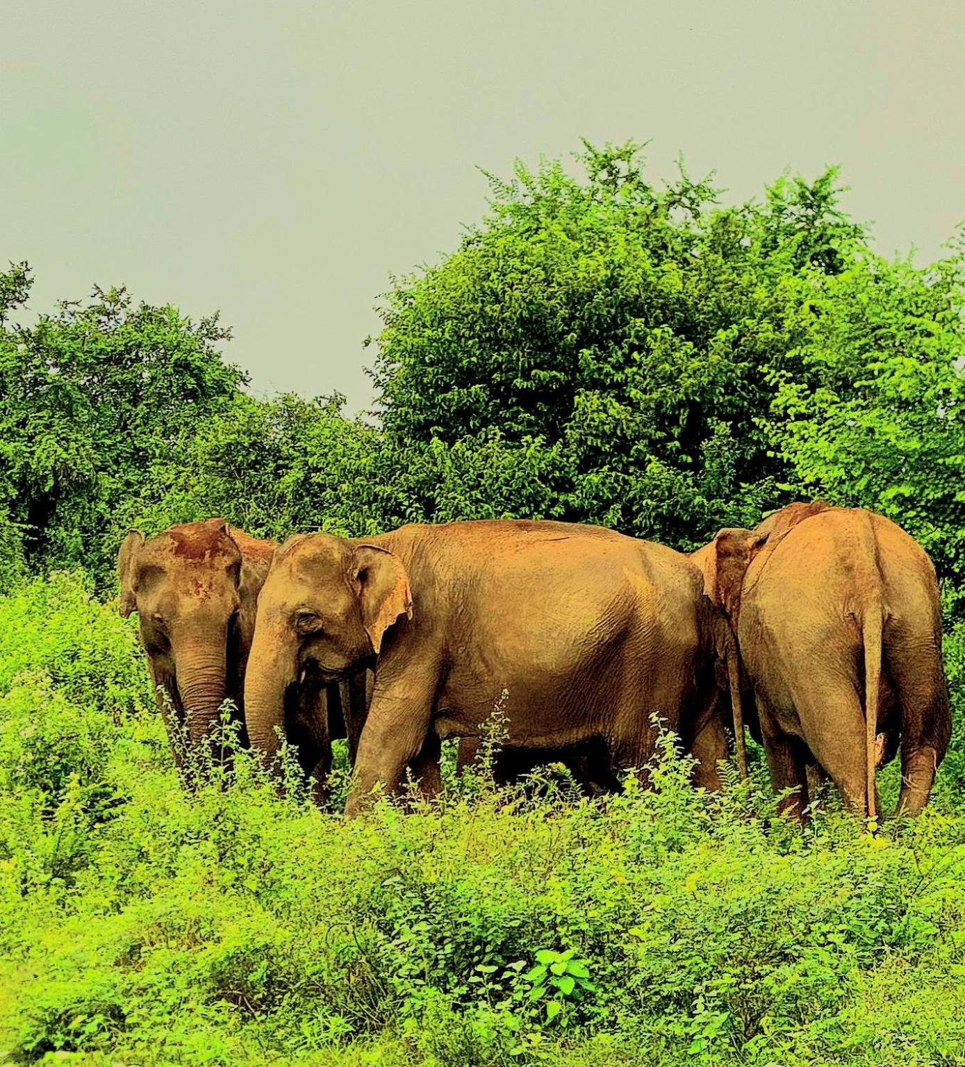 אודוואלאווה Elephant Paradise Safari Bungalow מראה חיצוני תמונה